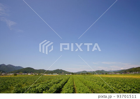 丹波黒 8月下旬の黒豆畑の様子 広角 丹波黒 8月下旬の黒豆畑の様子 広角 93701511