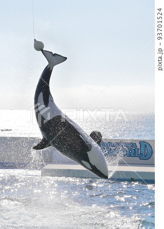 鴨川シーワールド シャチ シャチショー 高く飛び跳ねるシャチ 93701524