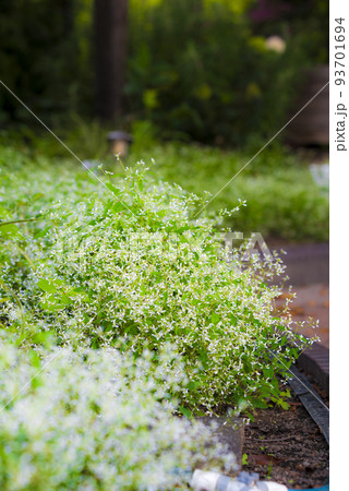 ユーフォルビア ダイヤモンドフロスト ユーフォルビア ダイヤモンドフロスト 93701694