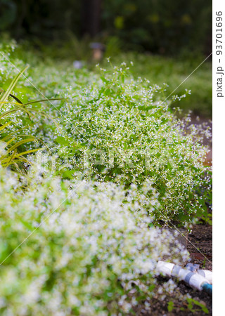 ユーフォルビア　ダイヤモンドフロスト 93701696