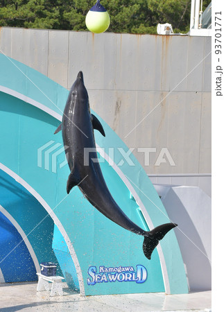 鴨川シーワールド イルカ イルカショー 水しぶき ジャンプ 高い 飼育員 修学旅行 93701771