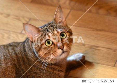 ログハウスの床に寝そべる2歳のキジトラ猫 ログハウスの床に寝そべる2歳のキジトラ猫 93702153
