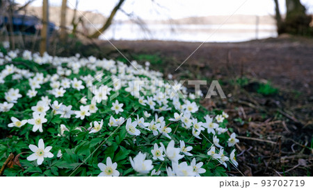 Wild forest flowers in spring. Beautiful white flowers blossoming in the park early in spring. Anemone nemorosa flower in the forest 93702719