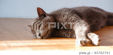 A domestic gray British cat rests relaxed near the window on the parquet floor in the rays of the low winter sun. Cat laying down on a wooden floor under the sunlight 93702741