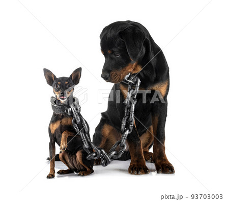 miniature pinscher and rottweiler in studio 93703003