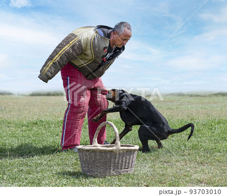 training of dobermann pinscher 93703010