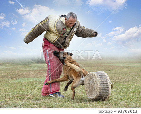 training of belgian shepherd 93703013