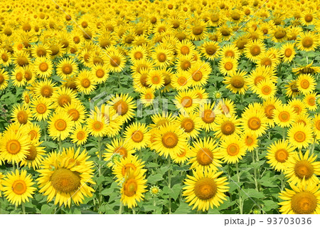 満開のヒマワリ畑の花々 93703036