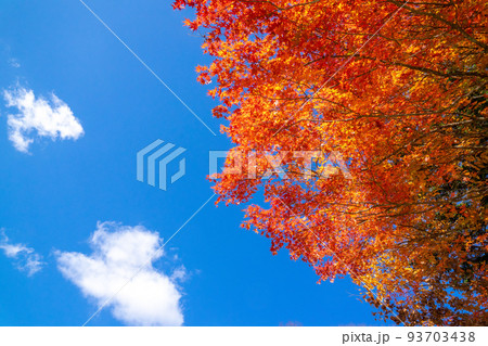 那須塩原 紅の吊橋の紅葉 93703438