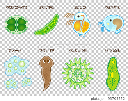 シンプルなプランクトンのイラスト素材 93703552