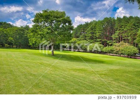 美しい芝と赤松の林 美しい芝と赤松の林 93703939