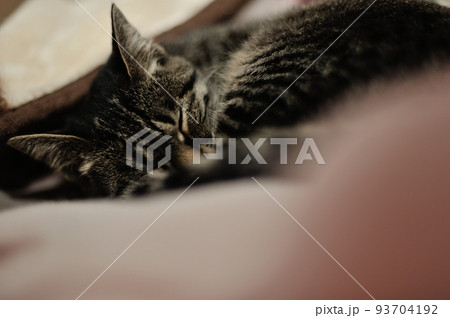 毛布に抱かれて寝ているキジトラ猫のフ-コ子ちゃん 毛布に抱かれて寝ているキジトラ猫のフ-コ子ちゃん 93704192