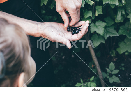 Currant on human hand palm closeup. Little girl looking at sweet blackcurrant berry harvest. Grandparent showing ripe berries crop to granddaughter. Garden and harvesting. Toned image 93704362