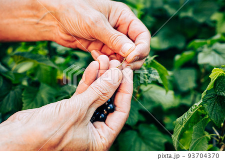 Old senior farmer hand picking black currant berry from stem closeup. Vitamin nutrition cultivation. Sweet berry gathering. Eco food growing and harvesting. Summer garden harvest concept 93704370
