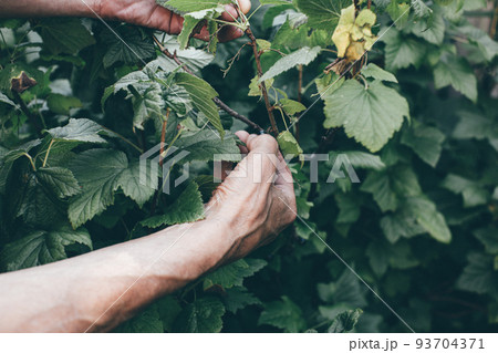 Close up of old farmer hands picking currant harvest. Natural garden with green berry bush. Agriculture in countryside, eco tourism. Natural vitamin organic food stuff production. Selective focus 93704371