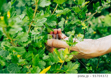 Closeup hand gathering gooseberry from bush. Farmer picking ripe berry selective focus. Green shrub foliage background. Organic healthy vitamin food collection. Harvesting time and garden fruit crop 93704372