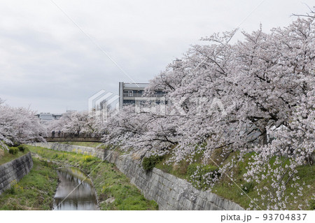 【春イメージ】満開の桜並木（愛知県 名古屋市 山崎川）日本さくら名所100選 93704837