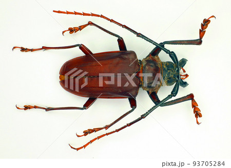 Beetles isolated on white. Giant longhorn beetle with giant jaws Dorysthenes buqueti macro close up. Collection beetles, cerambycidae, entomology, insects. 93705284