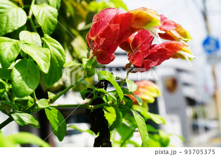 コエビソウ コエビソウ 93705375