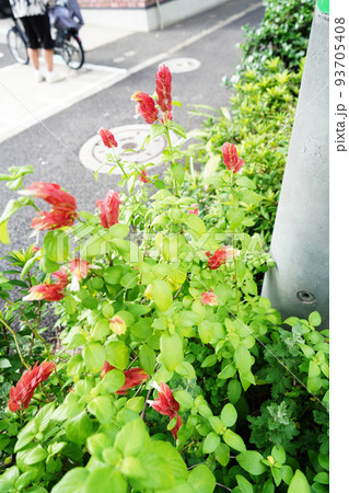 コエビソウ コエビソウ 93705408