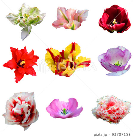 Many tulip flowers of different varieties, colors and shapes isolated on white. Nine different tulips close up together. Spring flowers 93707153