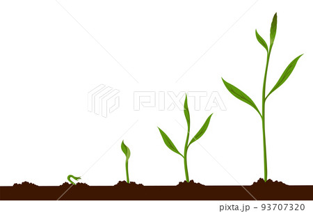 Growth process steps. Seeds sprout in ground. Steps sequence of germinating seedlings. Development cycle of vegetables in nature. Sprout growth process infographic 93707320