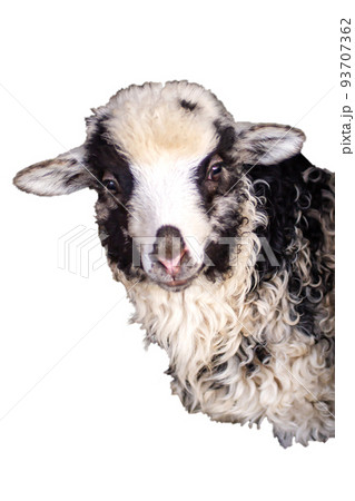 little lamb, white with black face, portrait. Looking at the camera. Mountain Carpathian breed. Isolate. For packing little lamb, white with black face, portrait. Looking at the camera. Mountain Carpathian breed. Isolate. For packing 93707362