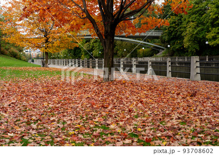 Fall foliage in Ottawa, Ontario, Canada. Rideau Canal Eastern Pathway autumn red leaves scenery. The Corktown Footbridge. 93708602