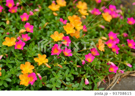 花壇に咲くハナスベリヒユ 花壇に咲くハナスベリヒユ 93708615