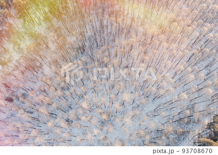 Aerial view of deciduous trees without foliage leaves in landscape at winter. Top flat view from high attitude. Natural backdrop background of european woods. Drone view. Flare, flashlight, light 93708670