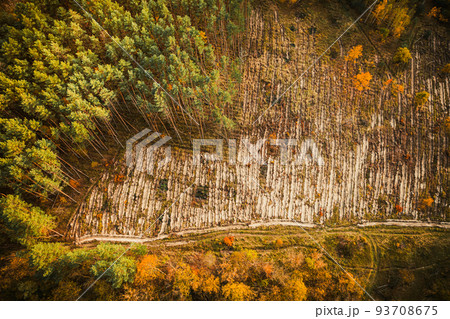 Aerial view green pine forest in deforestation area landscape. Top view of european nature from high attitude in autumn season. Drone view. Bird's eye view a logging zone cuts through forest 93708675