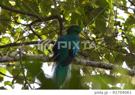 ケツァール ケツァール 93709061