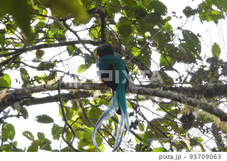 ケツァール ケツァール 93709063