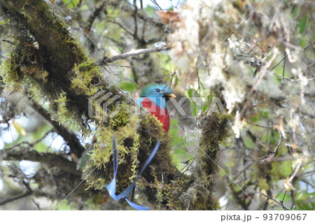 ケツァール 93709067