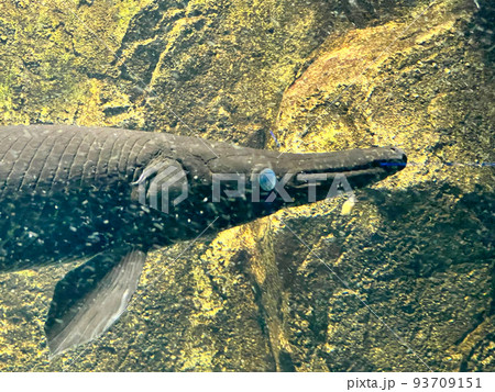 アリゲーター・ガー 93709151