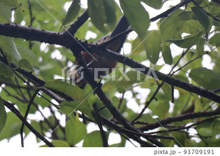 緑の葉の樹の枝の葉っぱの間から覗く1羽のヤマガラのいる風景 93709191