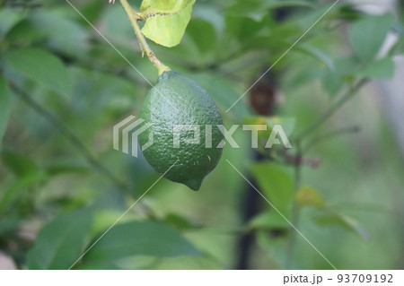 緑のライムの実のなる枝をアップで撮影した風景 93709192