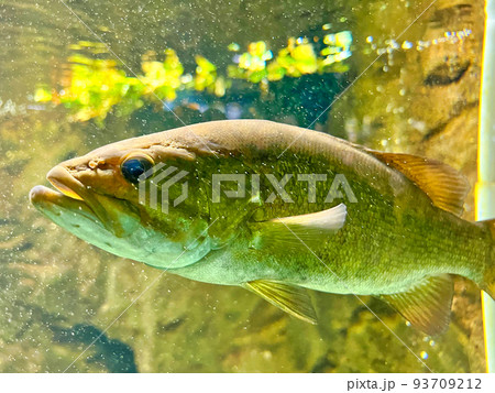 ブラックバス 93709212