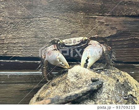 クロベンケイガニ 93709215