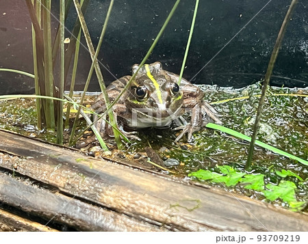 トウキョウダルマガエル トウキョウダルマガエル 93709219