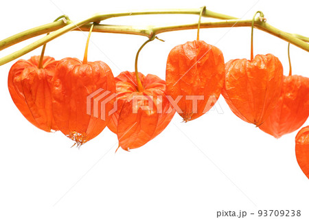 白背景のほおずき 93709238