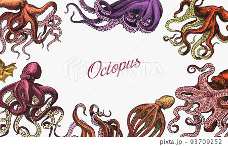 Sea octopus Background. Engraved hand drawn in old sketch, vintage creature. Nautical or marine 93709252
