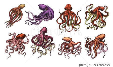 Sea octopus. Engraved hand drawn in old sketch, vintage creature. Nautical or marine, monster 93709259