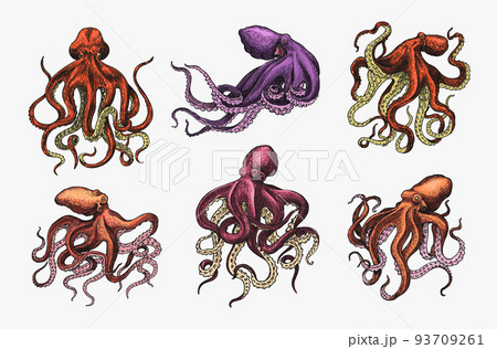 Sea octopus. Engraved hand drawn in old sketch, vintage creature. Nautical or marine, monster 93709261