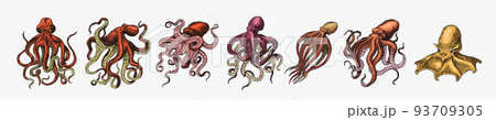 Sea octopus. Engraved hand drawn in old sketch, vintage creature. Nautical or marine, monster 93709305