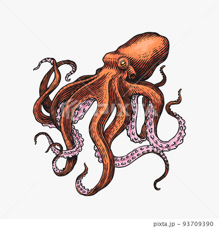 Sea octopus. Engraved hand drawn in old sketch, vintage creature. Nautical or marine, monster Sea octopus. Engraved hand drawn in old sketch, vintage creature. Nautical or marine, monster 93709390