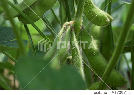 ダイズ畑 山形県庄内 93709719