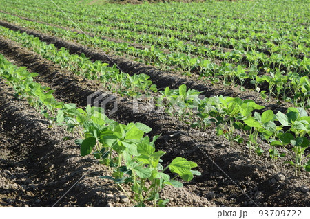 ダイズ畑 山形県庄内 93709722