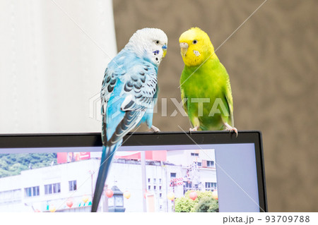 【ペット】パソコンの上で遊ぶセキセイインコ 93709788