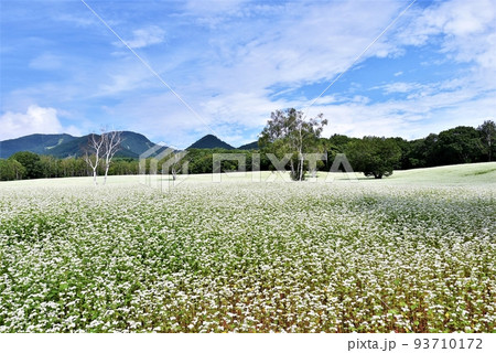 福島 会津高原 たかつえそば畑 93710172